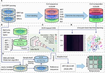 Genomic representation predicts an asymptotic host adaptation of bat coronaviruses using deep learning